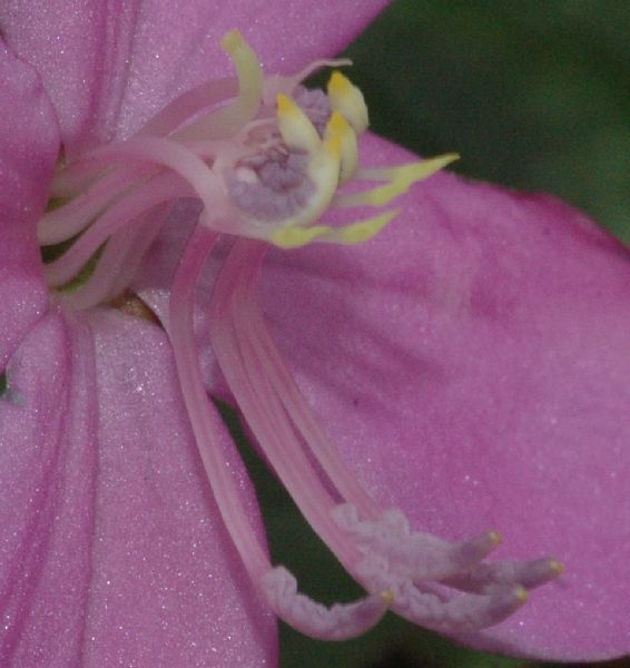 Melastomataceae Arthrostemma fragile