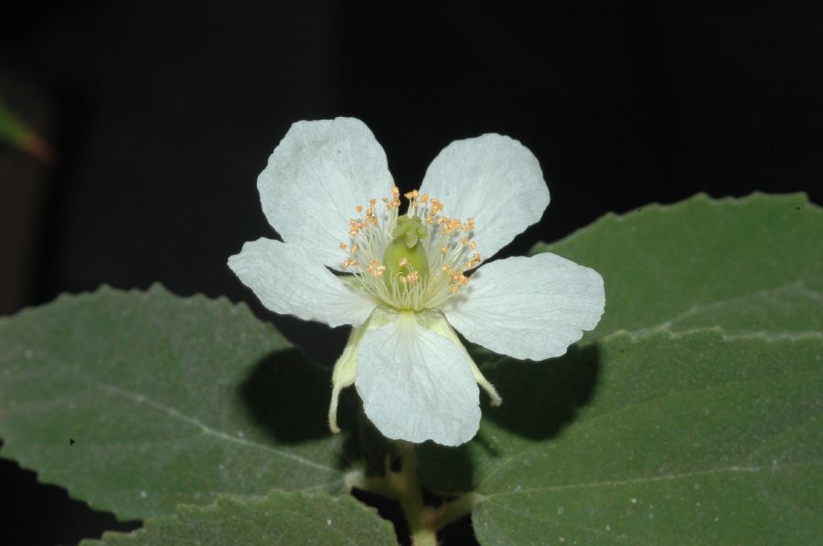 Muntingiaceae Muntingia calabura