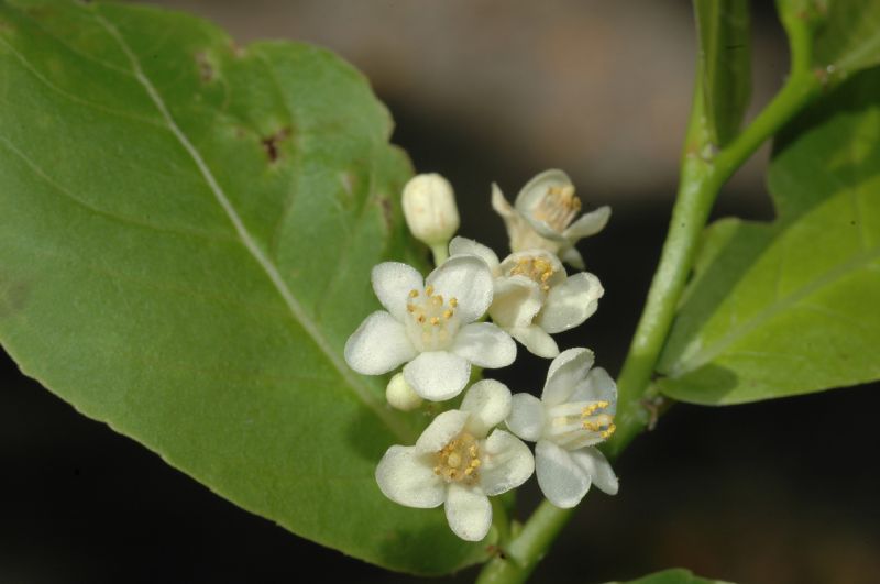 Salicaceae Casearia corymbosa