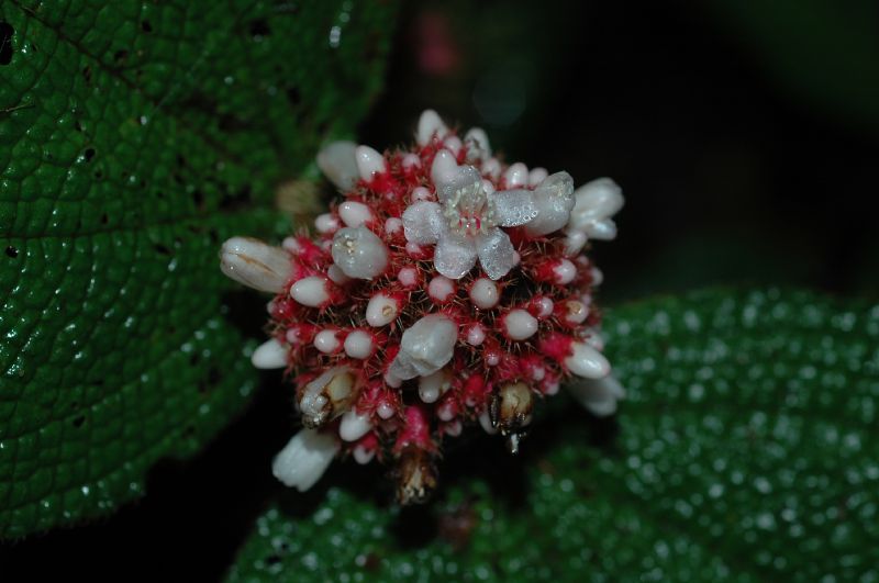 Melastomataceae Clidemia globuliflora