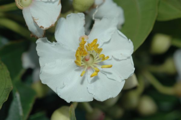Melastomataceae Conostegia oerstediana