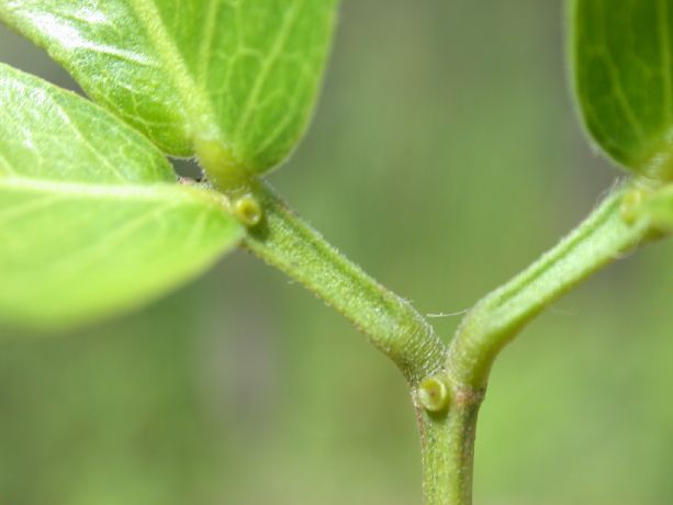 Fabaceae Pithecellobium lanceolatum