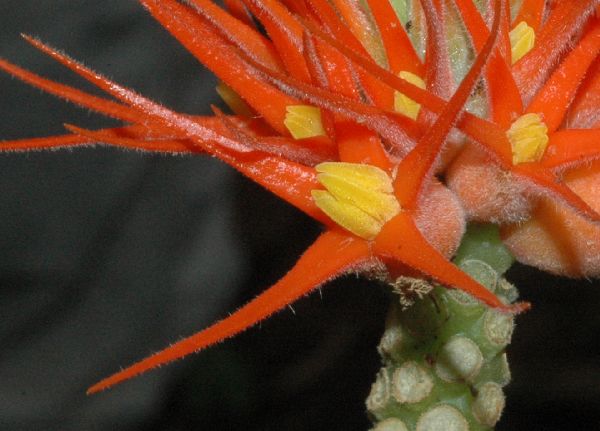 Cucurbitaceae Gurania makoyana
