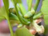image of Ginkgo biloba