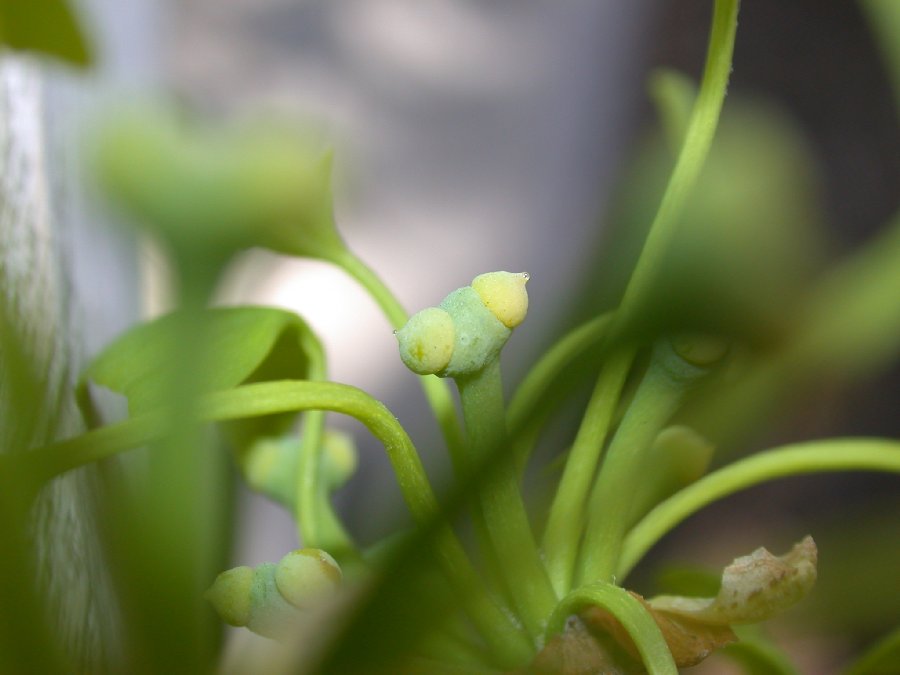 Ginkgoaceae Ginkgo biloba
