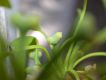 image of Ginkgo biloba