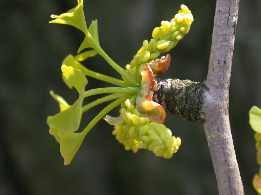 Ginkgoaceae Ginkgo biloba