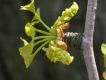 image of Ginkgo biloba
