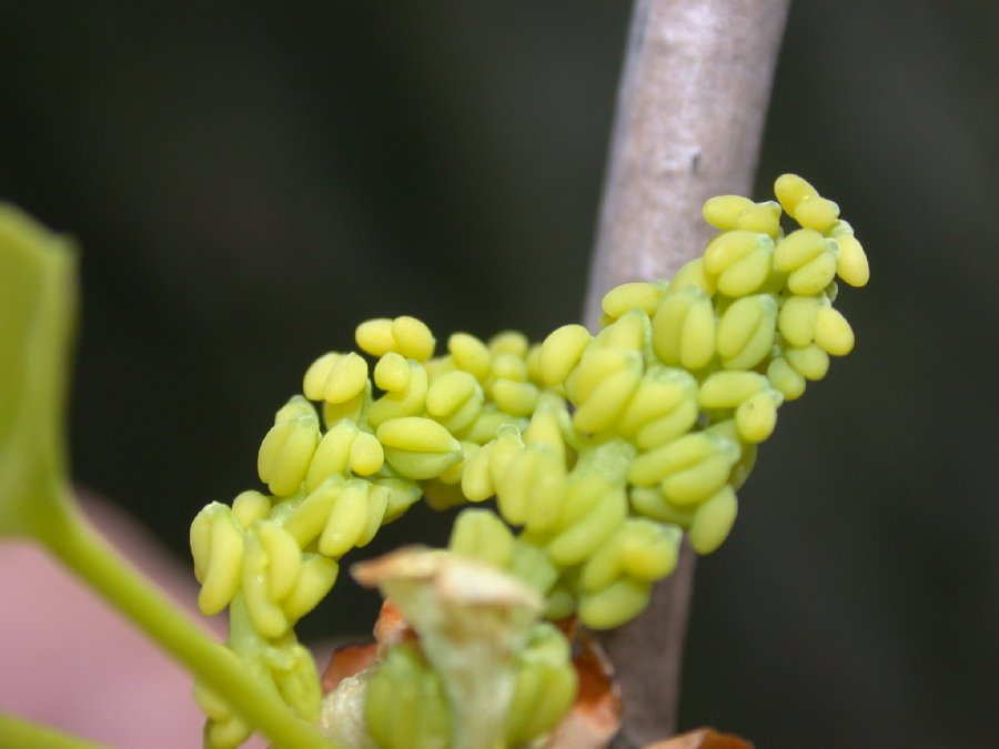 Ginkgoaceae Ginkgo biloba