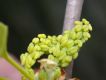image of Ginkgo biloba