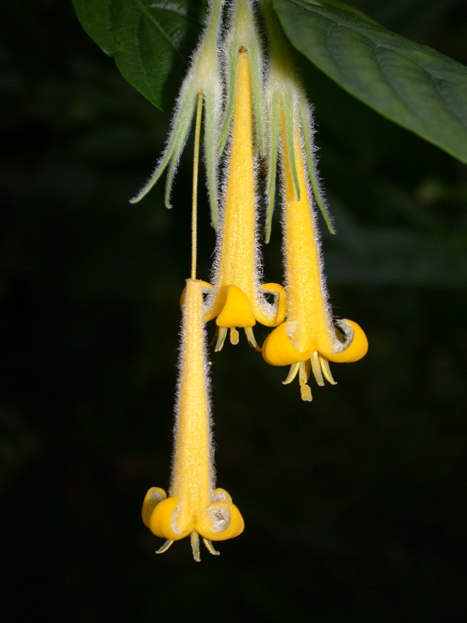 Rubiaceae Omiltemia fisisepala