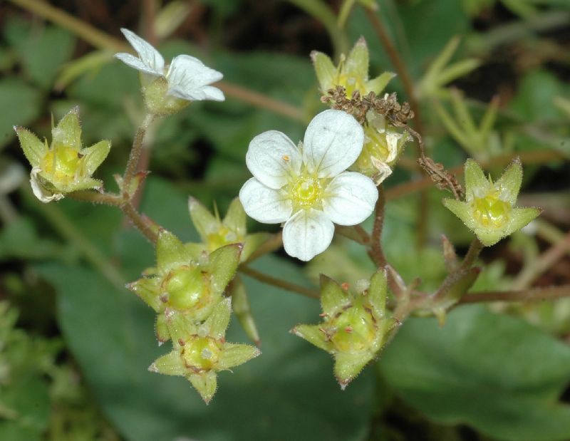 Saxifragaceae Saxifraga rosacea