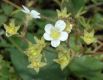image of Saxifraga rosacea