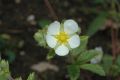image of Potentilla rupestris