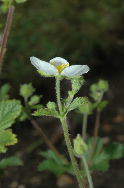 Rosaceae Potentilla rupestris
