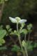 image of Potentilla rupestris