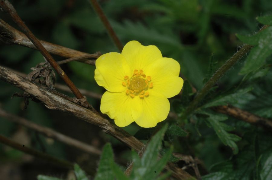Rosaceae Potentilla recta