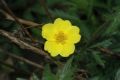 image of Potentilla recta