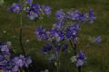 image of Polemonium mexicanum