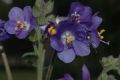 image of Polemonium mexicanum