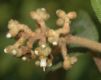 image of Miconia hookeriana