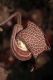image of Aristolochia salvadorensis