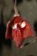 image of Aristolochia salvadorensis