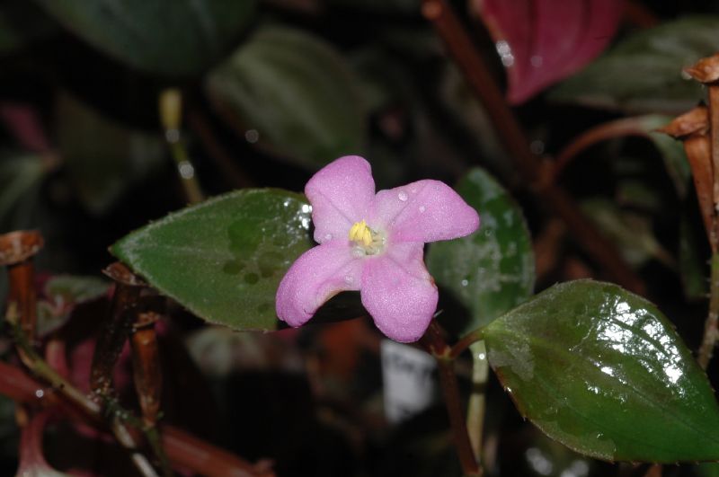 Melastomataceae Arthrostemma parvifolia