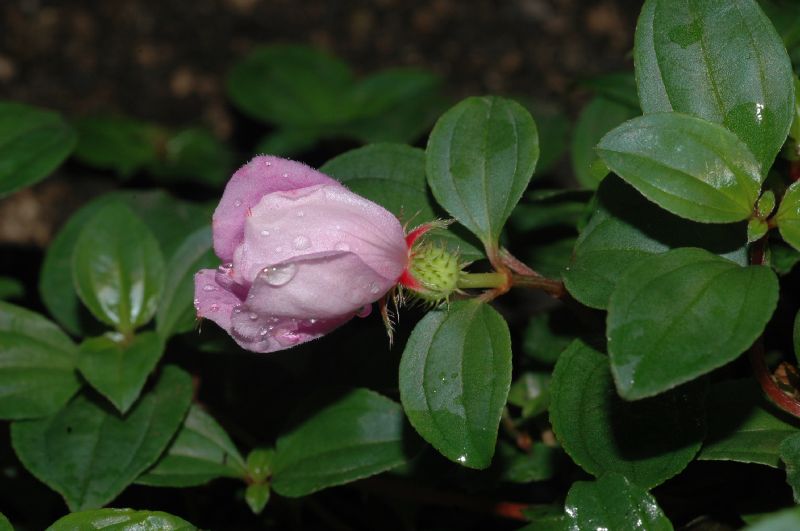 Melastomataceae Melastoma dodecandrum