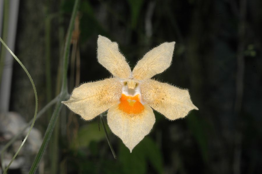 Cucurbitaceae Momordica anigosantha