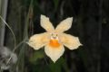 image of Momordica anigosantha