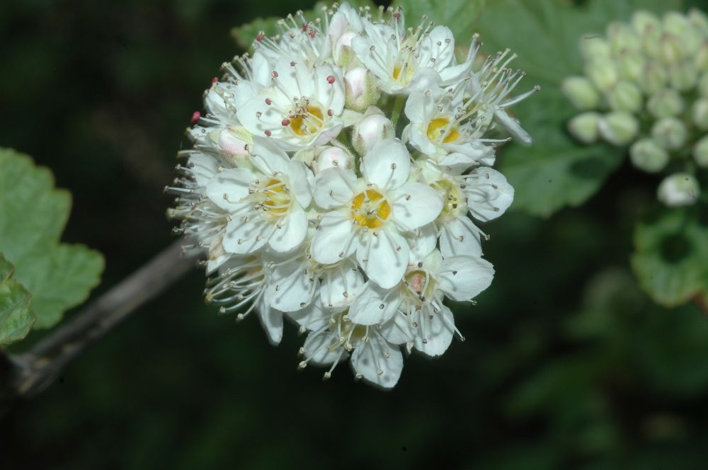 Rosaceae Physocarpus opulifolius