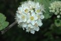 image of Physocarpus opulifolius