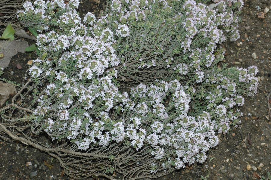 Lamiaceae Thymus vulgaris