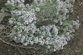image of Thymus vulgaris