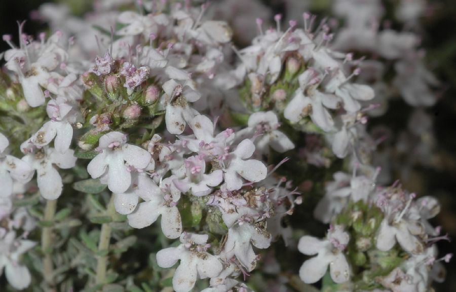 Lamiaceae Thymus vulgaris