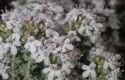 image of Thymus vulgaris