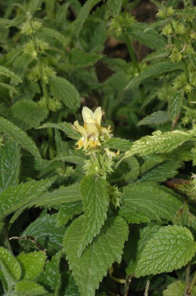 Lamiaceae Lamiastrum galeobdolon