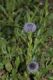 image of Globularia vulgaris