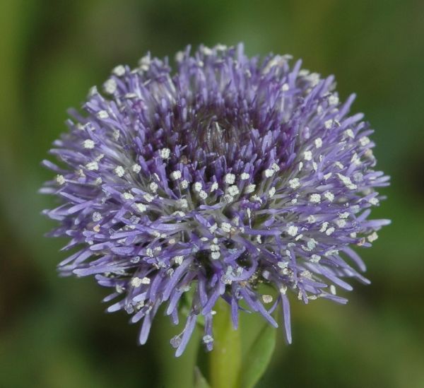 Plantaginaceae Globularia vulgaris