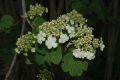 image of Viburnum opulus