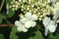image of Viburnum opulus