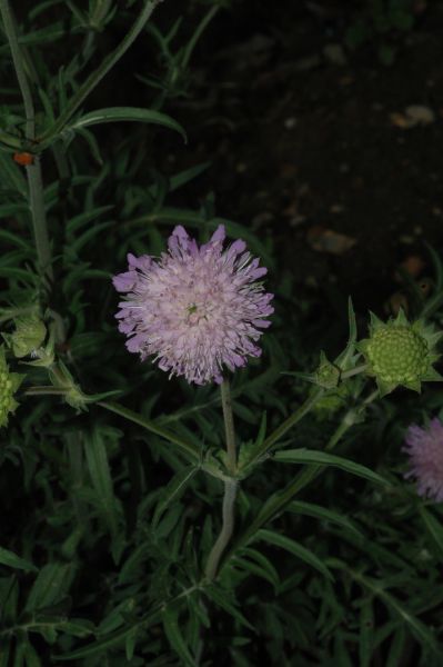 Dipsacaceae Knautia arvensis