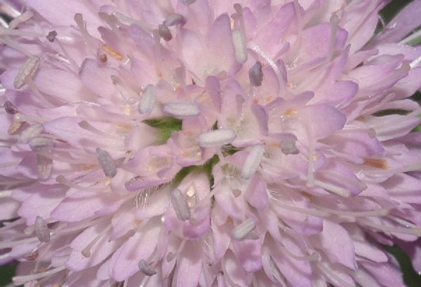 Dipsacaceae Knautia arvensis