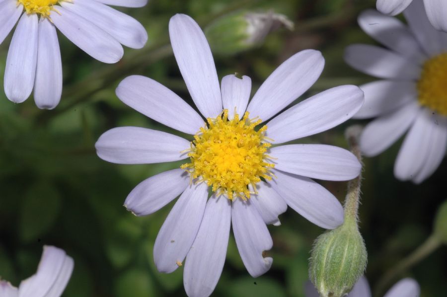Asteraceae Felicia amelloides