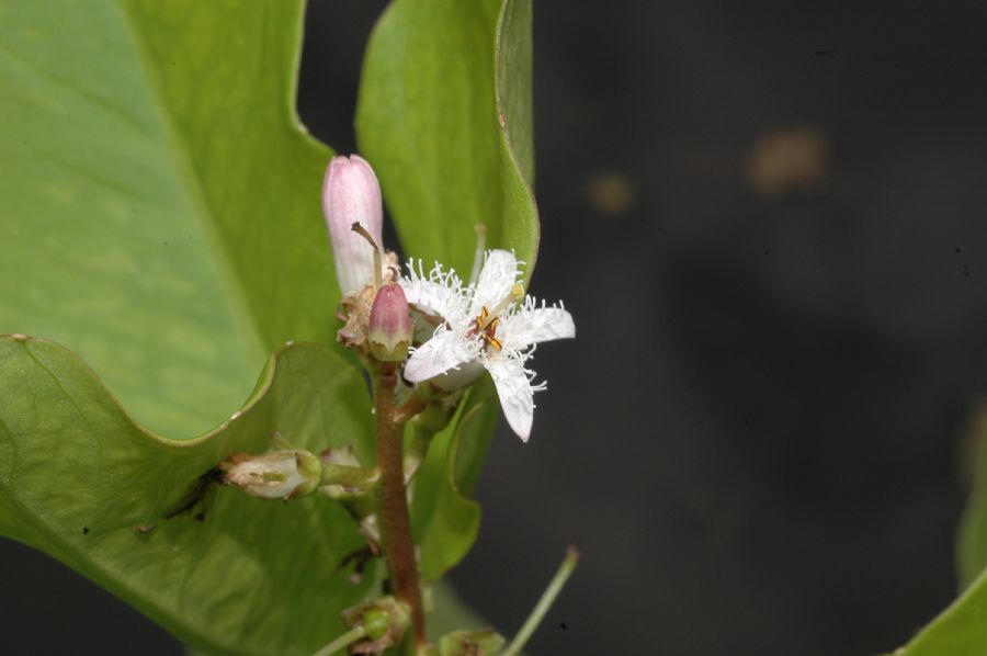 Menyanthaceae Menyanthes trifoliata