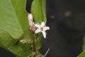 image of Menyanthes trifoliata