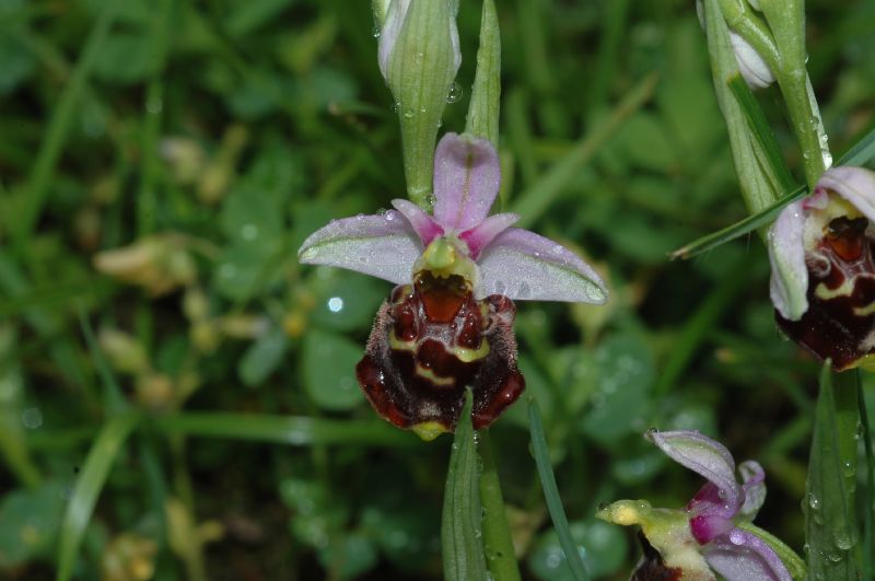 Orchidaceae Ophrys fuciflora