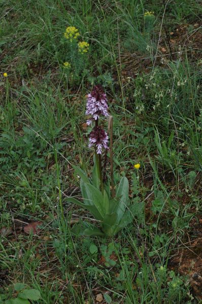Orchidaceae Orchis purpurea