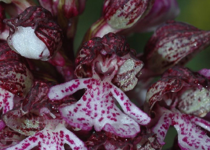 Orchidaceae Orchis purpurea